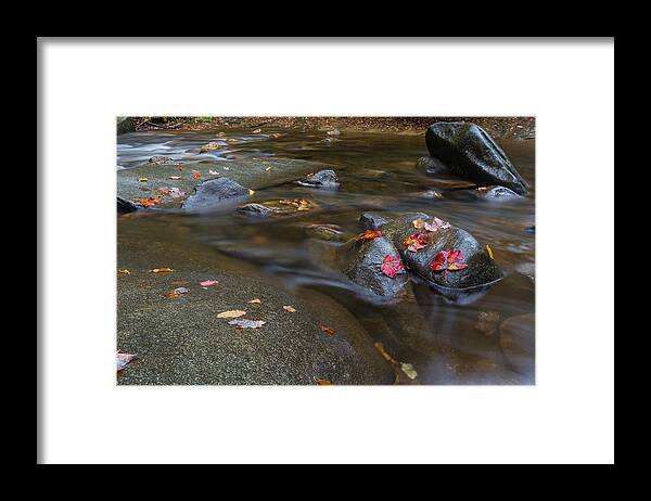 Aged Framed Print featuring the photograph Leaves on the River Path by Andres Leon