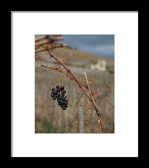 Grapes Framed Print featuring the photograph Left Behind by Kent Nancollas