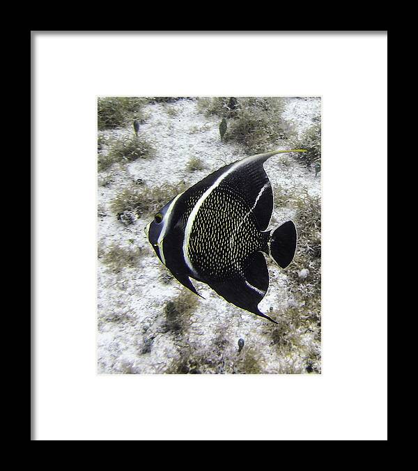 Fish Framed Print featuring the photograph Left Turn by Lynne Browne