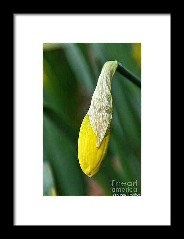 Flower Framed Print featuring the photograph Lemon Drop by Susan Herber