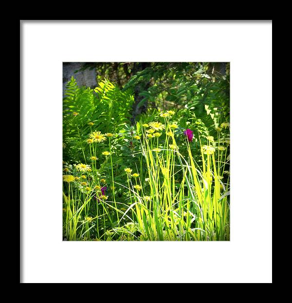 Flowers Framed Print featuring the photograph Lemon Grass by Sue Long