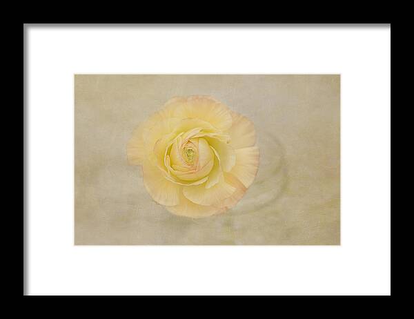 Yellow Flower Framed Print featuring the photograph Lemon Pastels by Kim Hojnacki