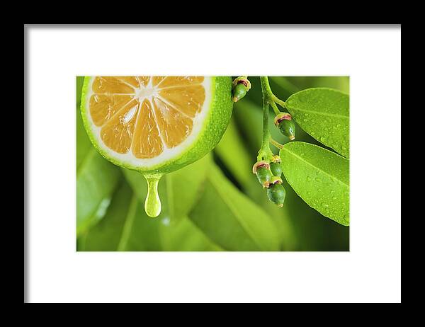 Outdoors Framed Print featuring the photograph Lemon Slice by Ktsdesign/science Photo Library