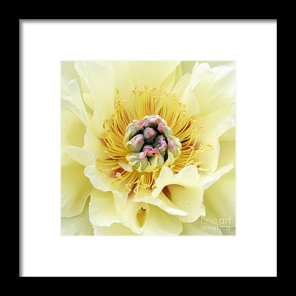 Yellow Framed Print featuring the photograph Lemonade by Lilliana Mendez