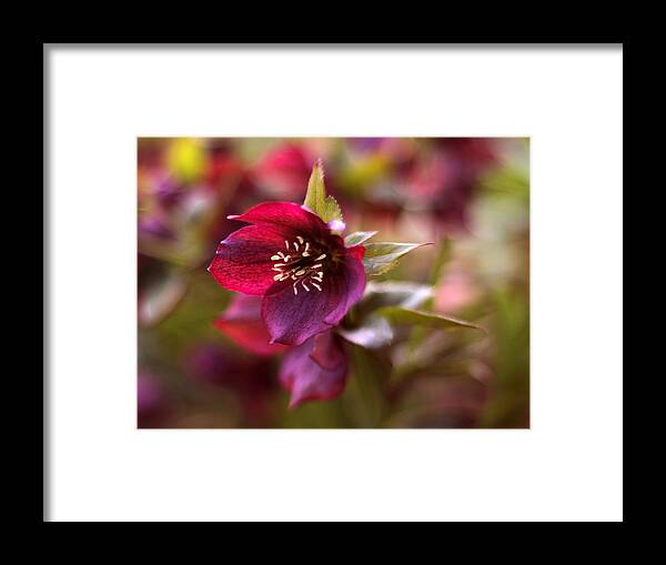 Flowers Framed Print featuring the photograph Lenten Rose by Jessica Jenney