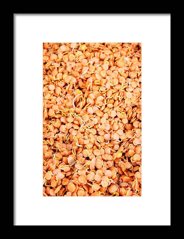 Healthy Framed Print featuring the photograph Lentil Sprouts by Henrik Lehnerer