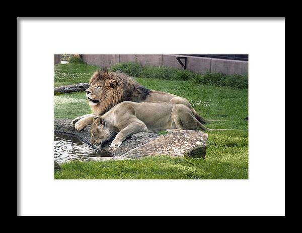 Leo Framed Print featuring the photograph Leo and Una - Twin Male and Female Lions at the University of North Alabama by Carol M Highsmith