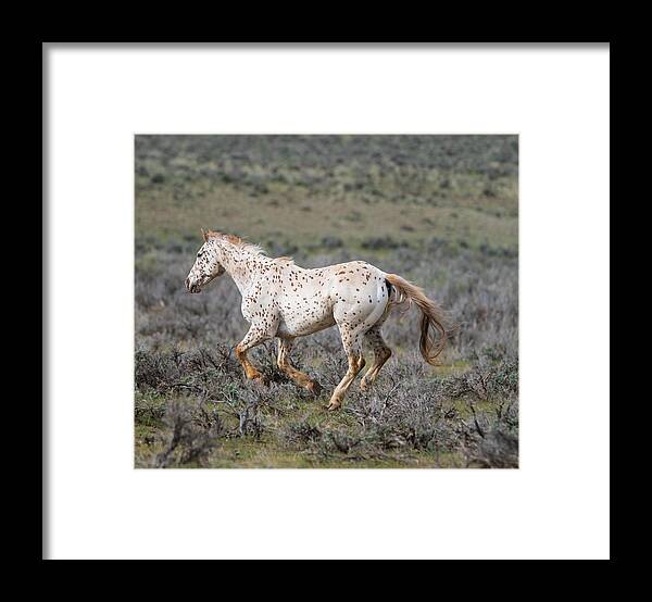 Horse Framed Print featuring the photograph Leopard Appaloosa Horse by Michael Lustbader