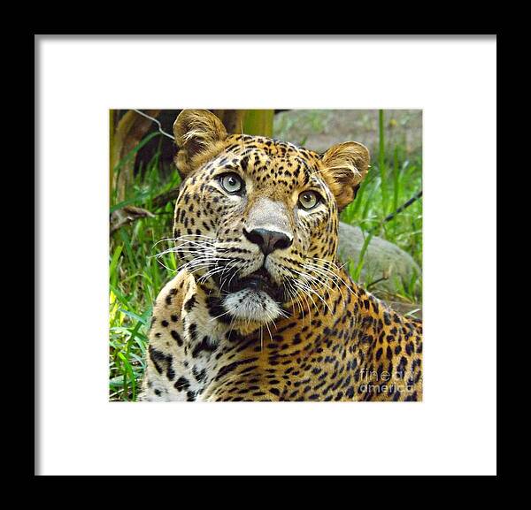 Leopard Framed Print featuring the photograph Leopard Face by Clare Bevan