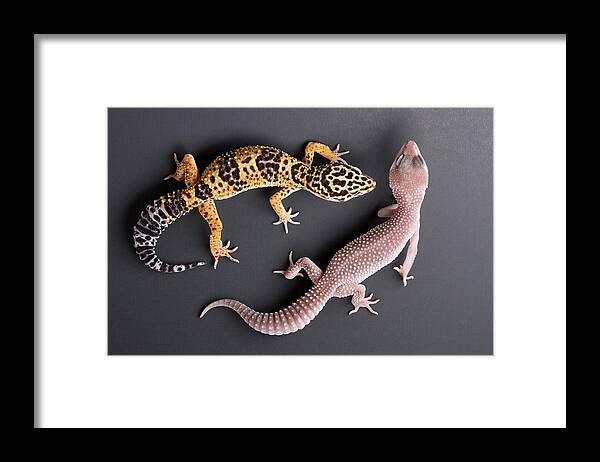 Common Leopard Gecko Framed Print featuring the photograph Leopard Gecko E. Macularius Collection by David Kenny