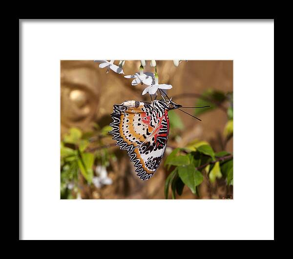 Scenic Framed Print featuring the photograph Leopard Lacewing Butterfly DTHU619 by Gerry Gantt