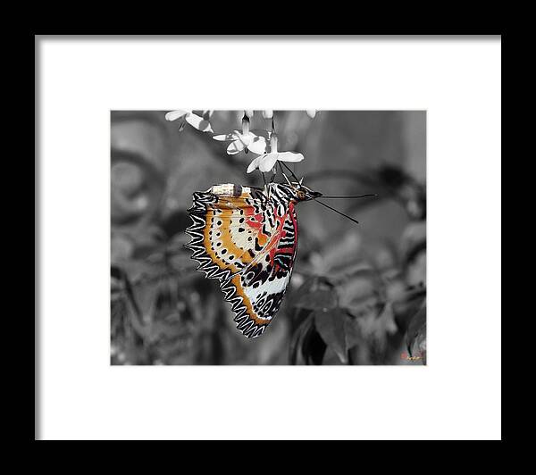 Scenic Framed Print featuring the photograph Leopard Lacewing Butterfly DTHU619BW by Gerry Gantt