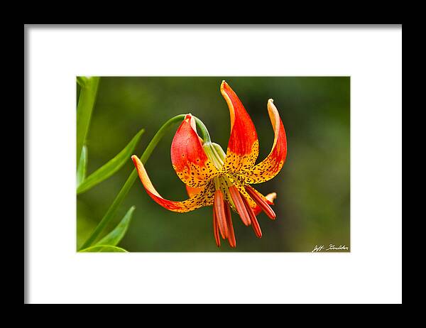 Beauty In Nature Framed Print featuring the photograph Leopard Lily in Bloom by Jeff Goulden
