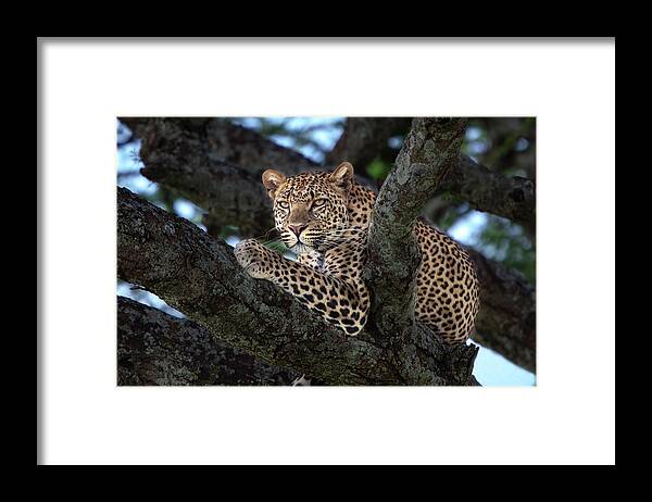 Africa Framed Print featuring the photograph Leopard male in a tree in the Serengeti by Maggy Meyer