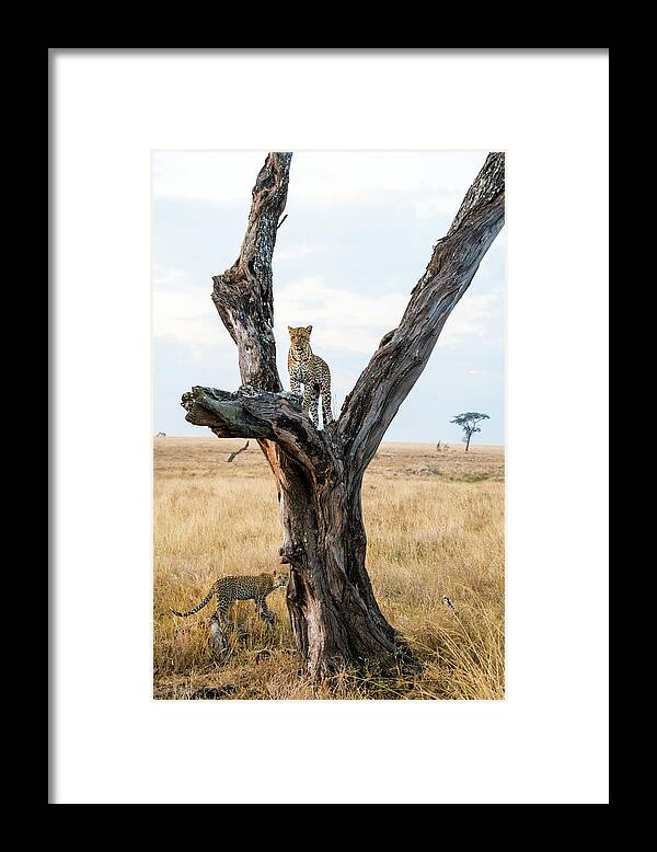 Photography Framed Print featuring the photograph Leopard Panthera Pardus Family by Animal Images