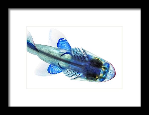 Skeleton Framed Print featuring the photograph Leopard Shark by Adam Summers