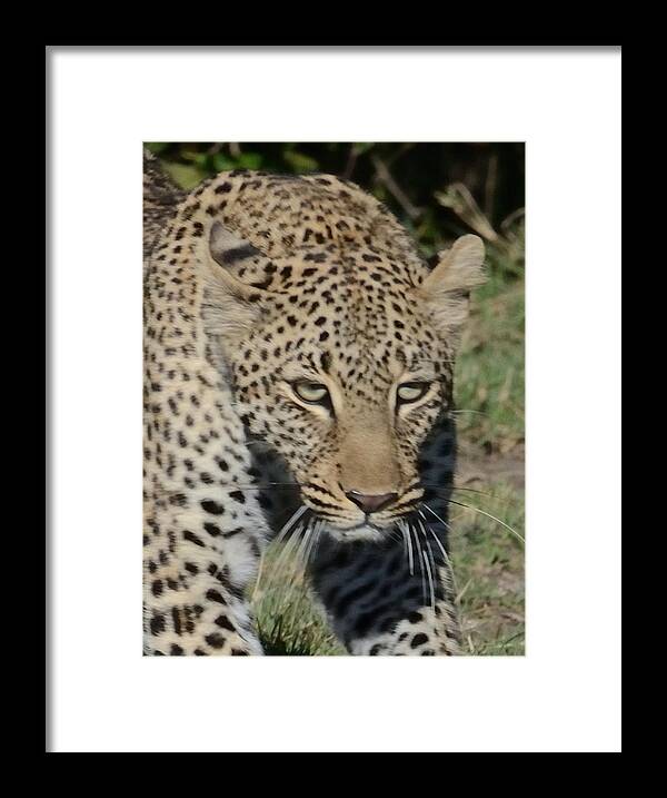 Intense Framed Print featuring the photograph Leopard Stalking by Tom Wurl
