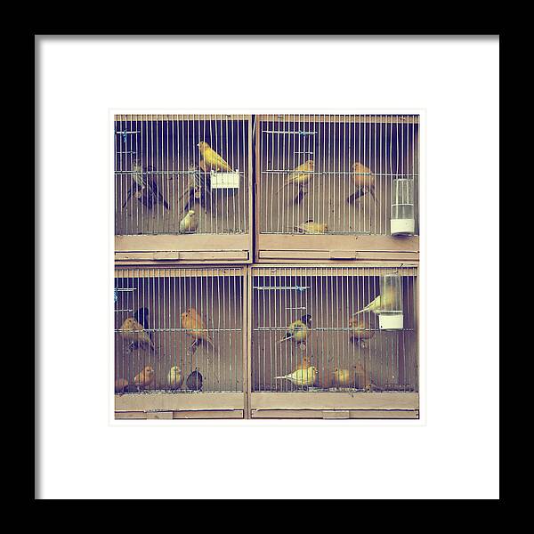 Les Oiseaux Framed Print featuring the photograph Les Oiseaux by Melanie Alexandra Price