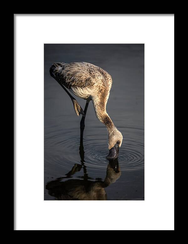 Kenya Framed Print featuring the photograph Lesser Flamingo Youngster Feeding by Manoj Shah