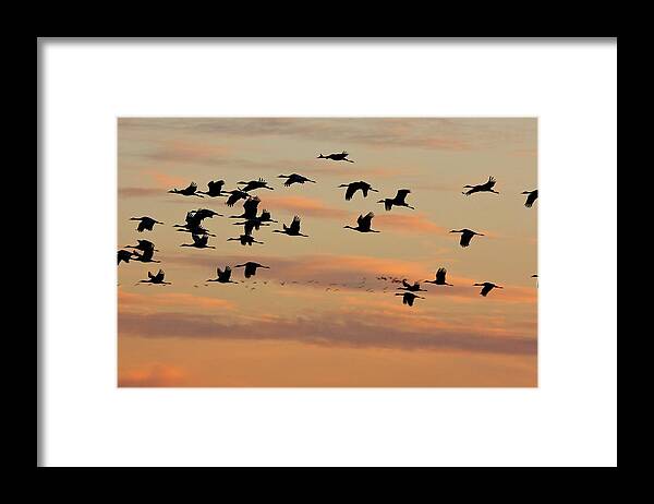 Lesser Sand Hill Cranes Framed Print featuring the photograph Lesser Sandhill Cranes by Bob Gibbons/science Photo Library