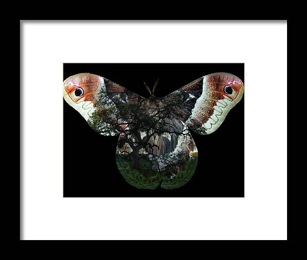 Abstract Framed Print featuring the photograph Lessons in Rewilding by Michele Cornelius