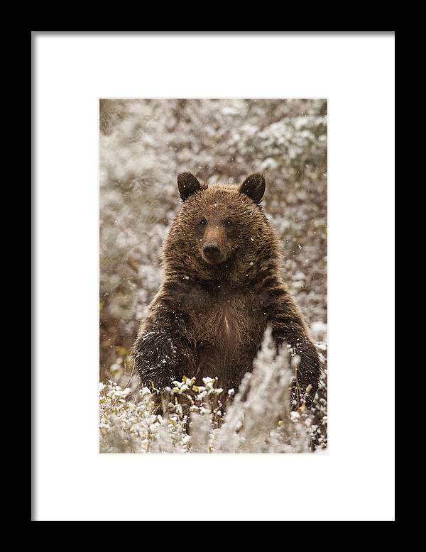 Grizzly Bear Framed Print featuring the photograph Let it Snow by Sandy Sisti