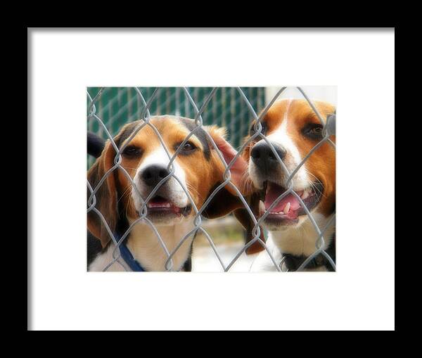 Beagle Framed Print featuring the photograph Let Us Out by Amanda Eberly