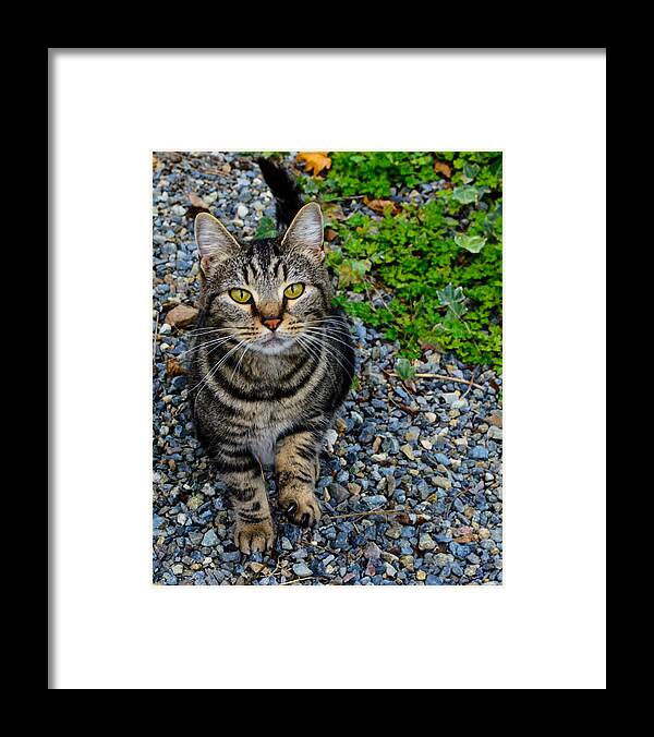 Feline Framed Print featuring the photograph Let's be friends by Tikvah's Hope