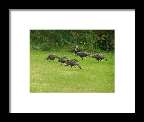 Wild Turkey Framed Print featuring the photograph Let's Turkey Around by Kimberly Woyak