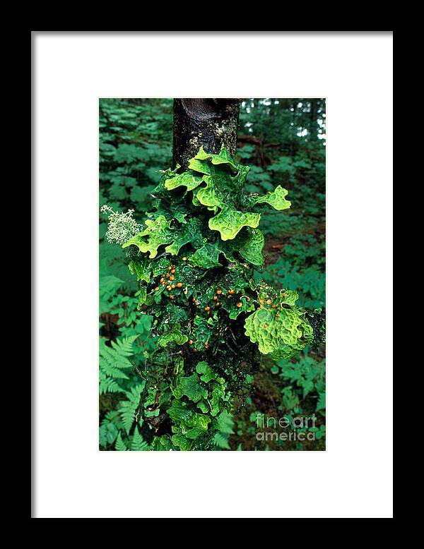 Leaf Lichen Framed Print featuring the photograph Lichens On A Tree by Gregory G. Dimijian, M.D.