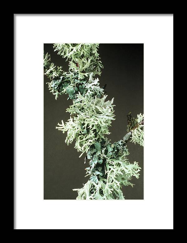 Algae Framed Print featuring the photograph Lichens by Perennou Nuridsany