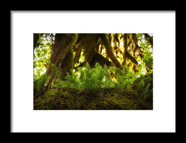 Hoh Rain Forest Framed Print featuring the photograph Licorice Fern by Richard Leighton