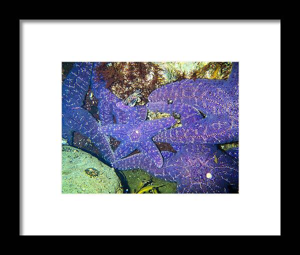 Hidden Framed Print featuring the photograph Life Among The Stars by Roxy Hurtubise
