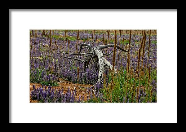Lupine Framed Print featuring the photograph Life Goes On by Donna Blackhall