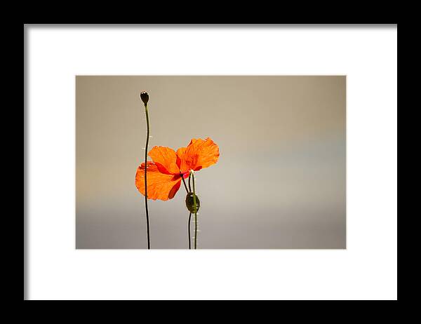 Poppy Framed Print featuring the photograph Life by Spikey Mouse Photography