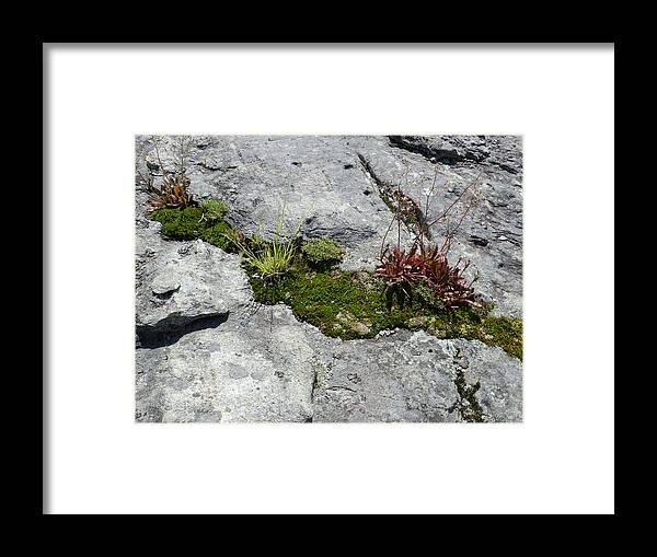 Nature Framed Print featuring the photograph Life on the Mountain by Deborah Ferree