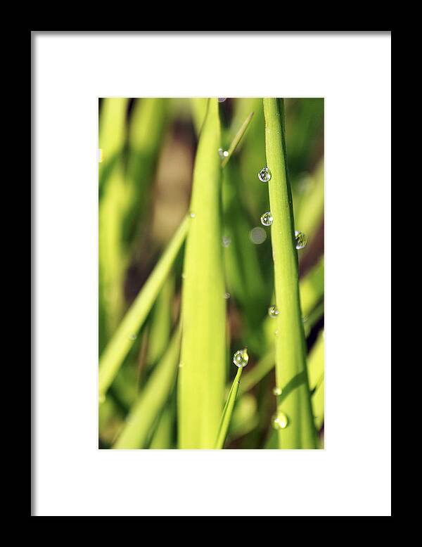 Dew Framed Print featuring the photograph Life Through a Drop by Jason Politte