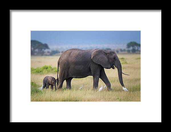 Elephant Framed Print featuring the photograph Life by Young Feng