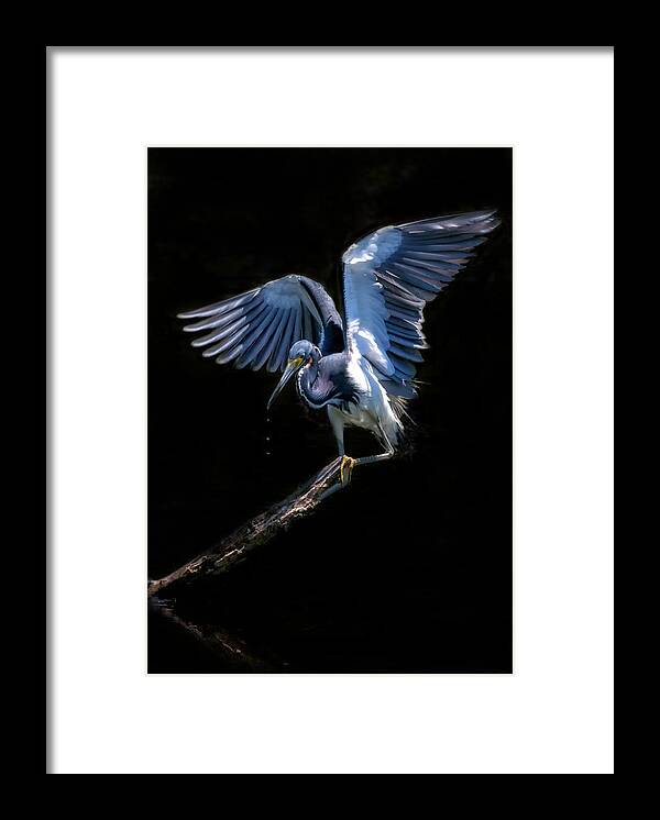 Tricolored Heron Framed Print featuring the photograph Light As A Feather by Ghostwinds Photography