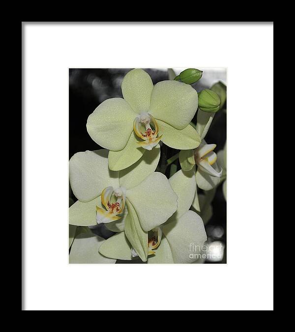 Green Orchid Framed Print featuring the photograph Light Green Phalaenopsis 1 of 3 by Terri Winkler