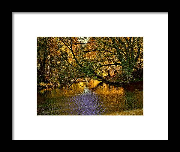 Light Framed Print featuring the photograph Light in the trees by Leif Sohlman