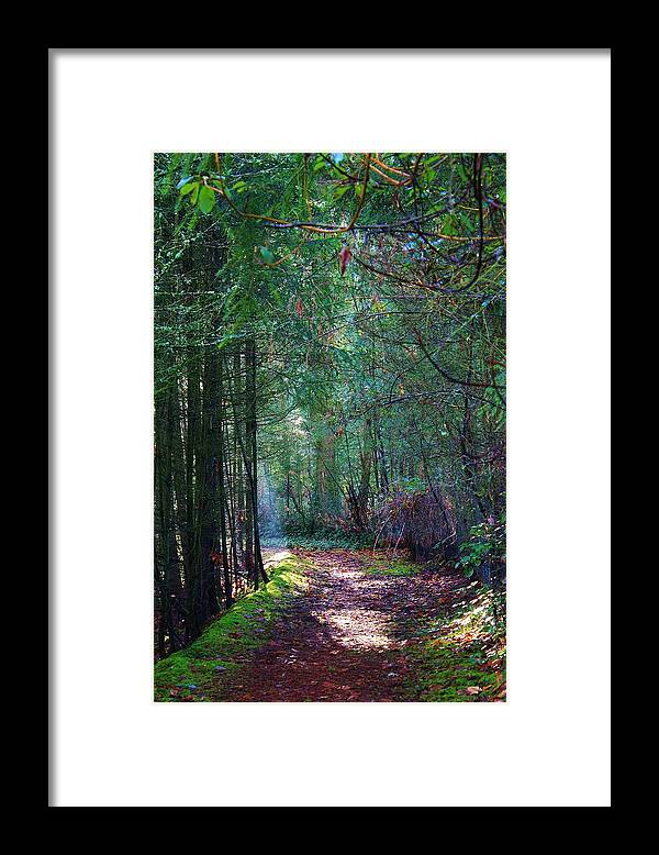 Trees Framed Print featuring the photograph Light the Way by Bruce Bley