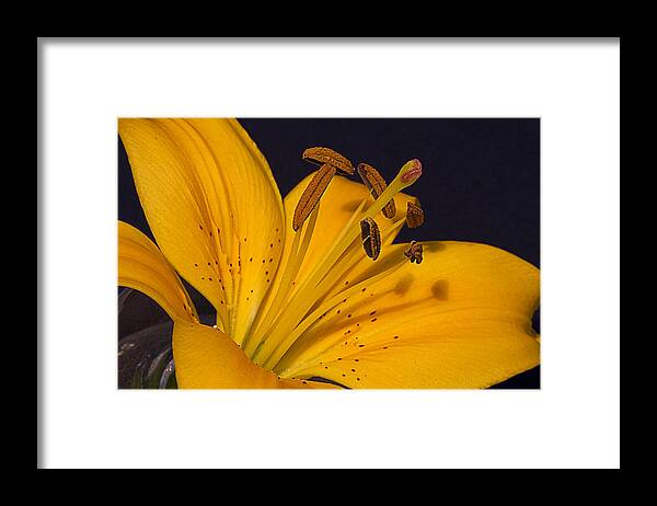 Lily Framed Print featuring the photograph Light Touch l by Shirley Mitchell