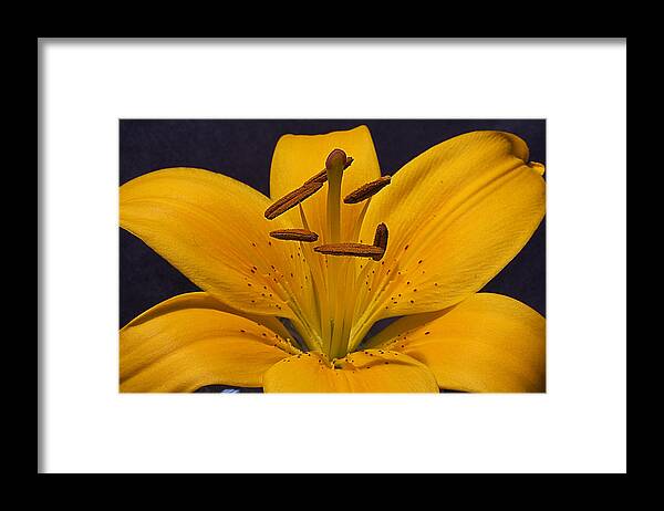 Lily Framed Print featuring the photograph Light Touch lll by Shirley Mitchell