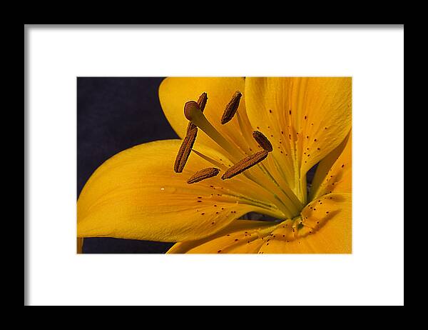 Lily Framed Print featuring the photograph Light Touch lV by Shirley Mitchell