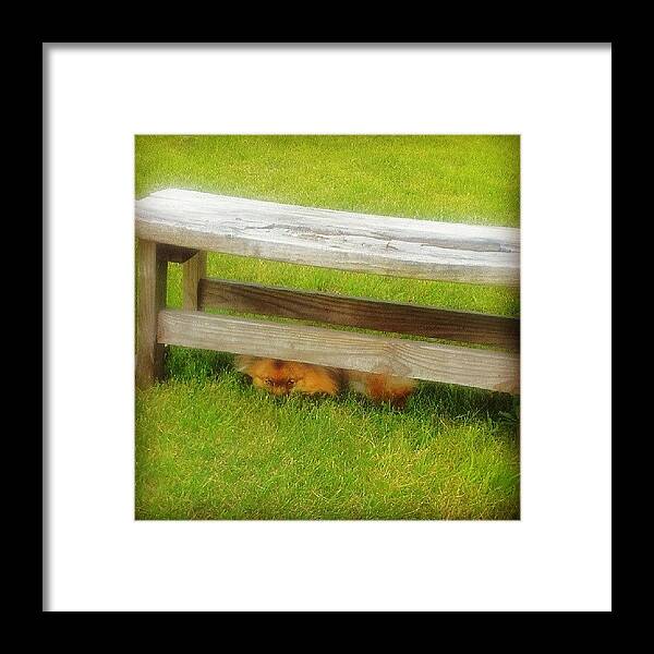  Framed Print featuring the photograph Like A Fox by Melissa Shutts