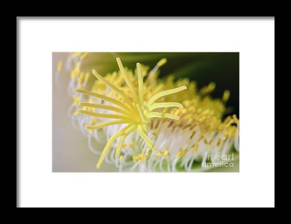 Cactus Framed Print featuring the photograph Like a Spider by Tamara Becker