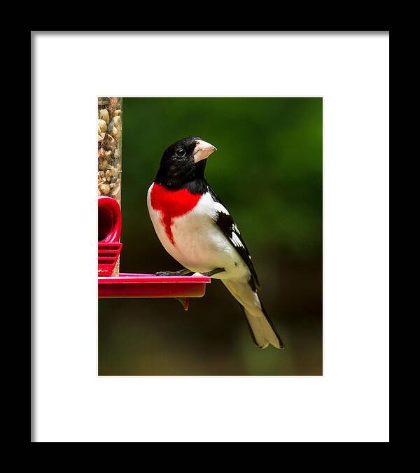 Rose Breasted Grosbeak Framed Print featuring the photograph Like my new suit? by Robert L Jackson