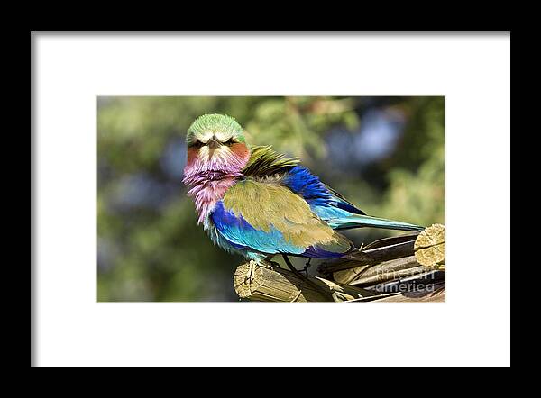 South Africa Framed Print featuring the photograph Lilac-breasted Roller by Bob Gibbons