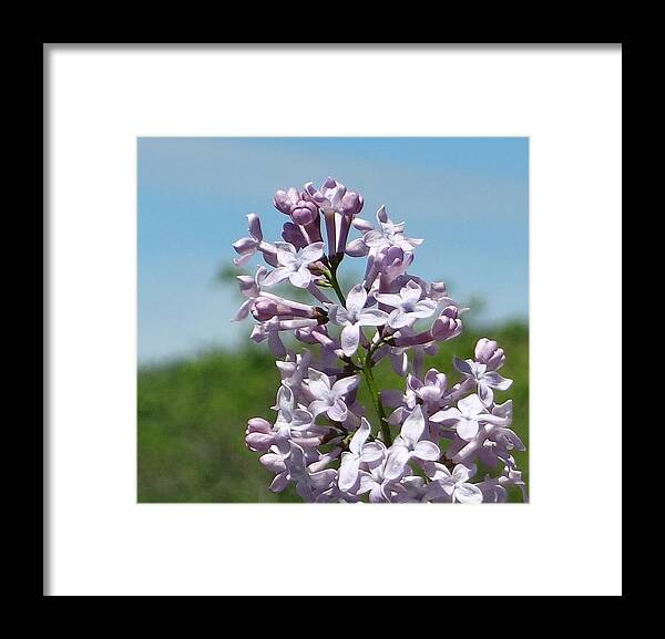 Spring Framed Print featuring the photograph Lilac by Catherine Arcolio